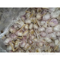 New Crop Normal White Garlic Export Standard